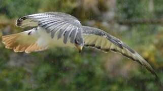 Augur Buzzard