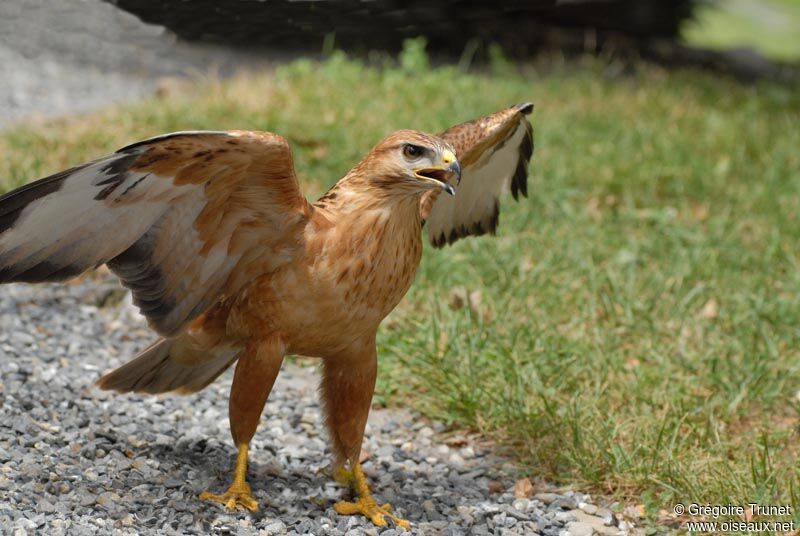 Long-legged Buzzard