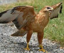 Long-legged Buzzard