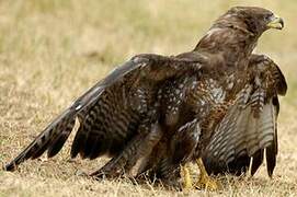 Common Buzzard