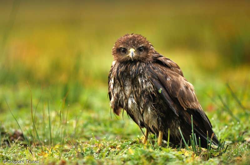 Common Buzzard