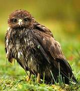 Buse variable