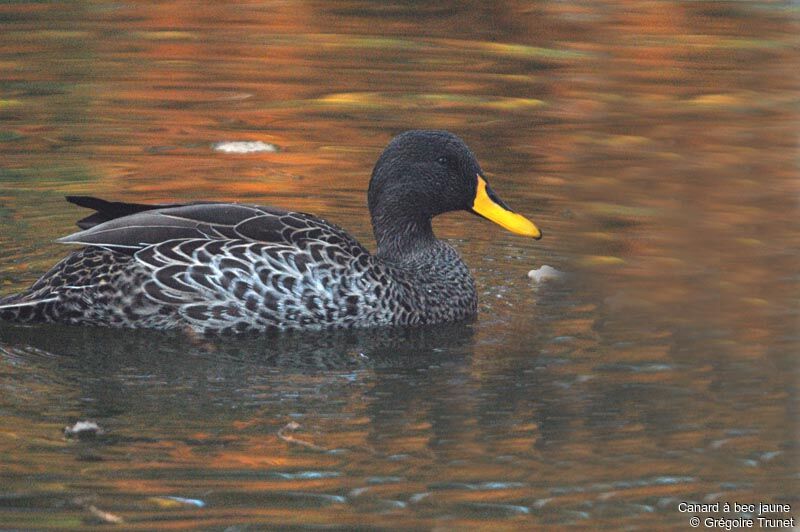 Yellow-billed Duck