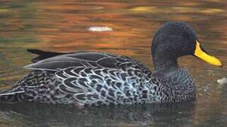 Yellow-billed Duck