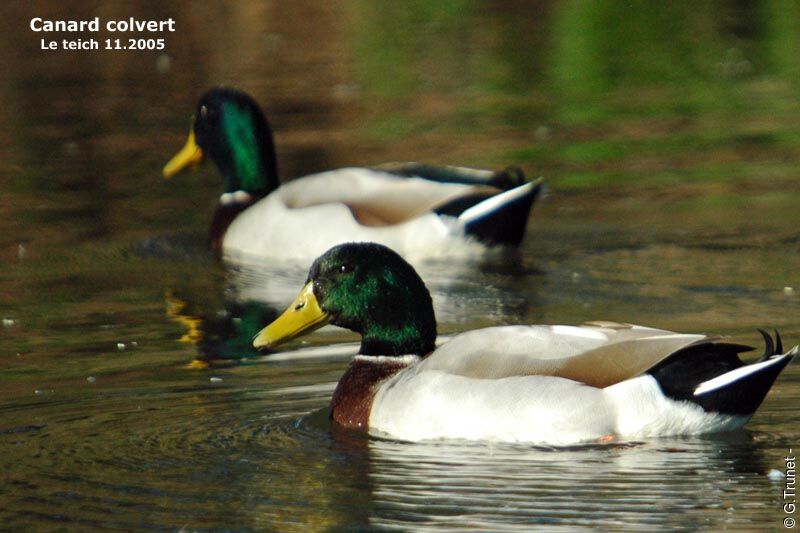 Canard colvert