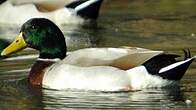 Canard colvert