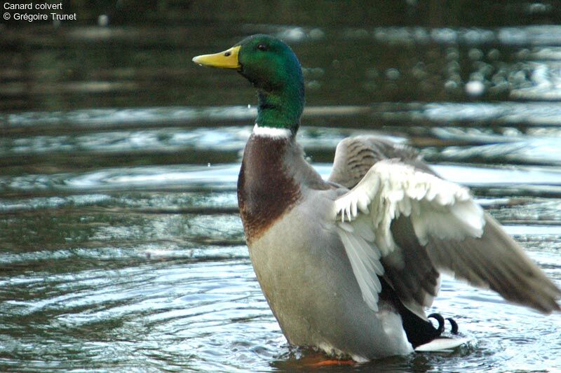 Canard colvert