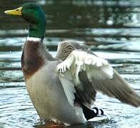 Canard colvert