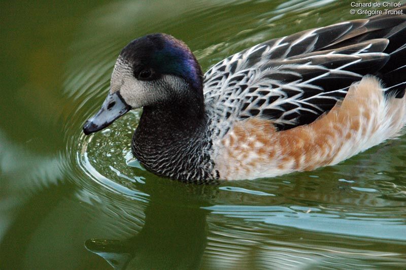 Chiloe Wigeon