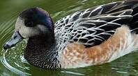 Canard de Chiloé