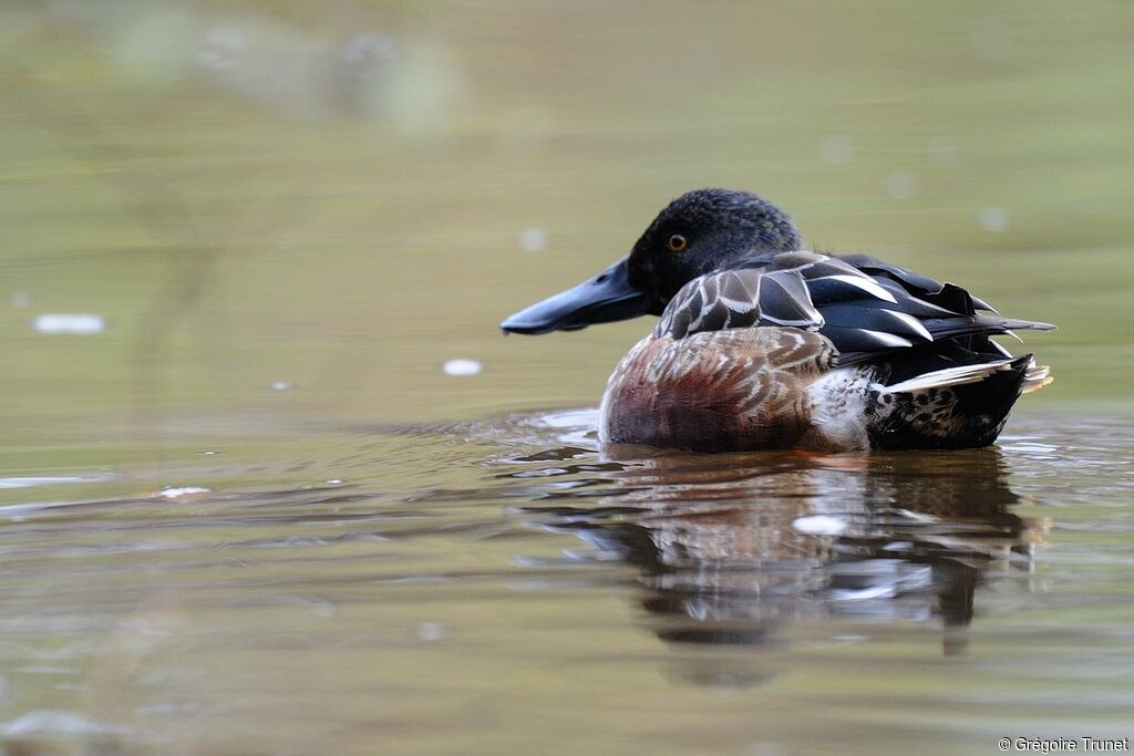 Canard souchet