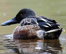 Northern Shoveler