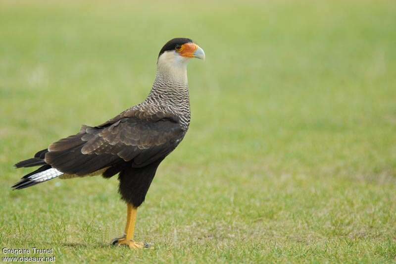 Crested Caracara (cheriway)adult, identification