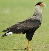 Northern Crested Caracara