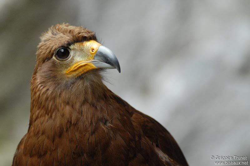 Mountain Caracara