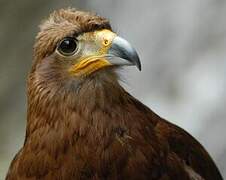 Caracara montagnard