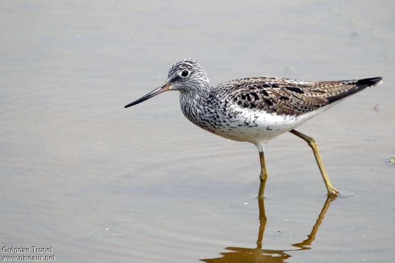 Common Greenshankadult breeding, identification