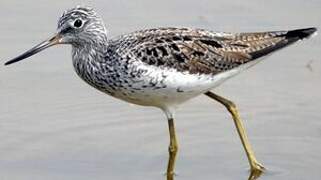 Common Greenshank