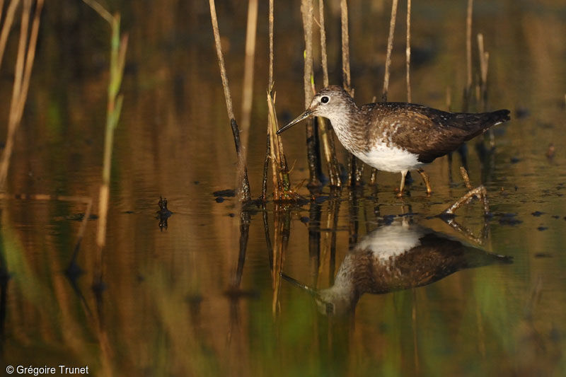 Green Sandpiper