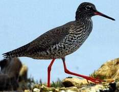 Common Redshank