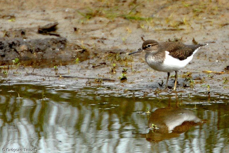 Common Sandpiper