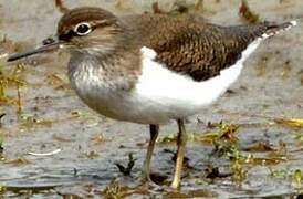 Common Sandpiper