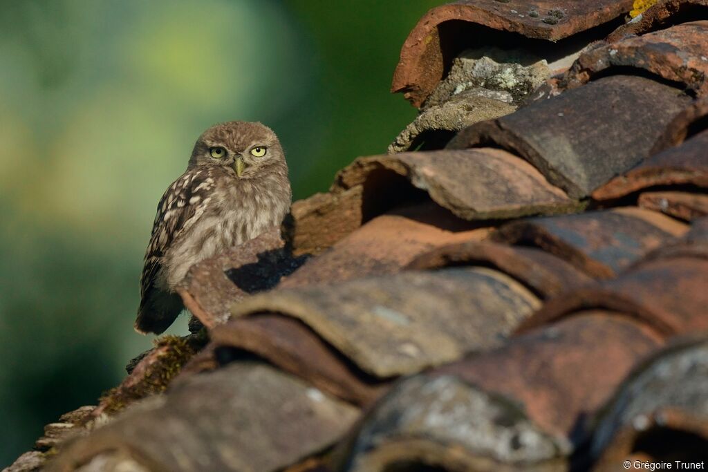 Little Owl