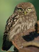 Little Owl