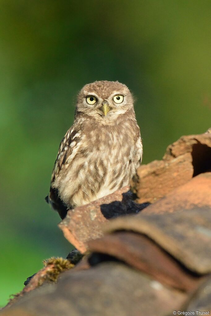 Little Owl