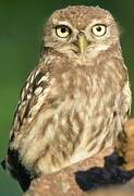 Little Owl