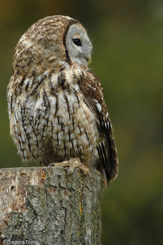 Tawny Owl