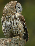 Tawny Owl