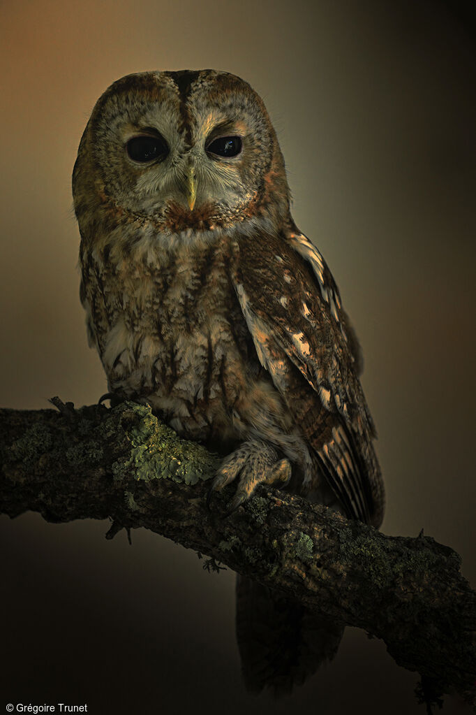 Tawny Owladult, identification