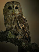 Tawny Owl