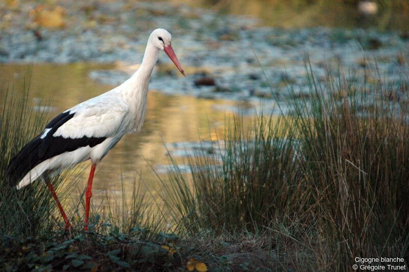 White Stork