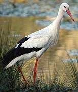 White Stork