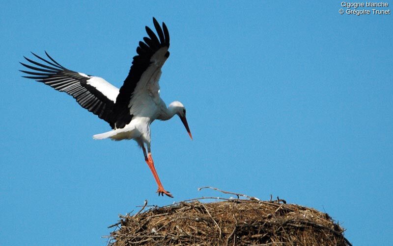 Cigogne blanche