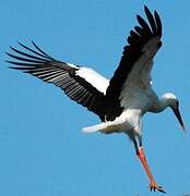 White Stork