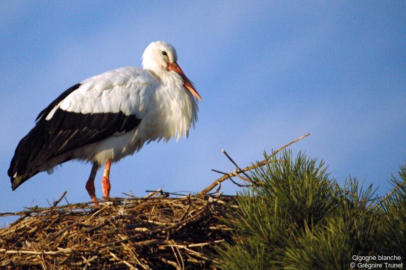 Cigogne blanche