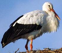 Cigogne blanche