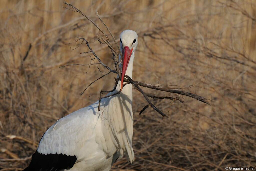 White Stork