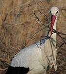 Cigogne blanche