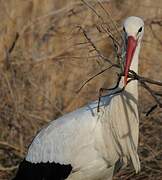 White Stork