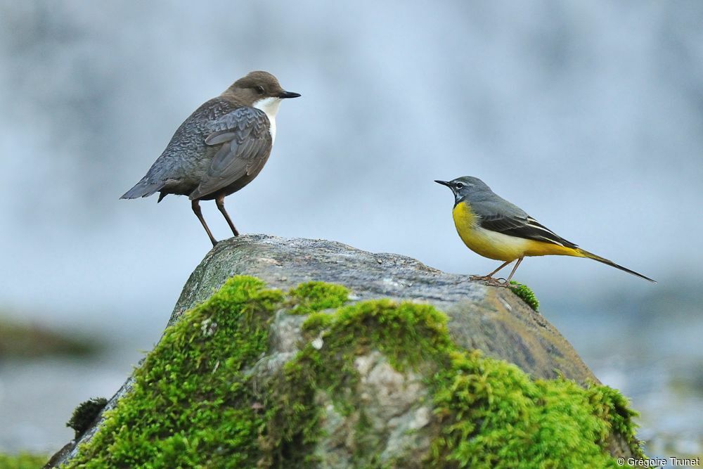 White-throated Dipper