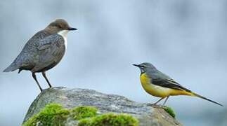 White-throated Dipper