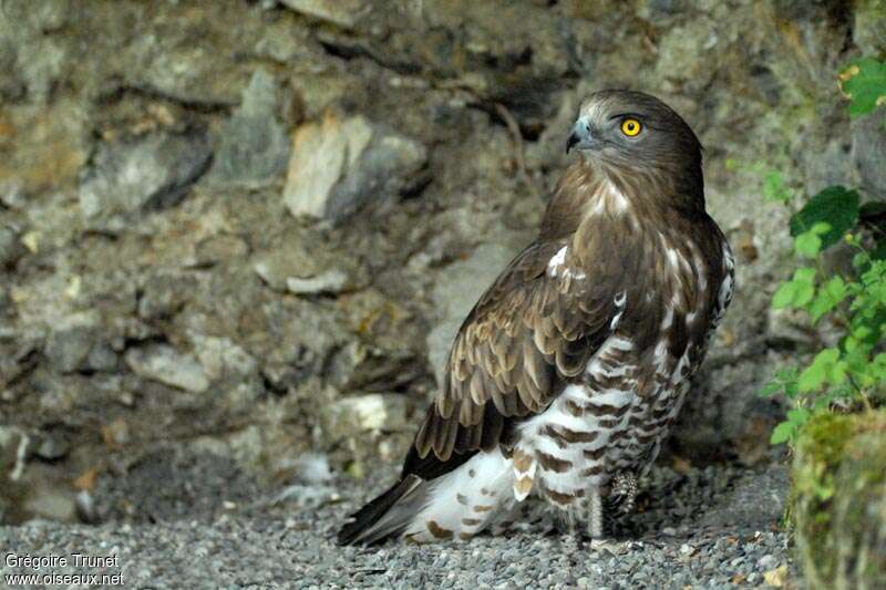 Short-toed Snake Eagle, identification