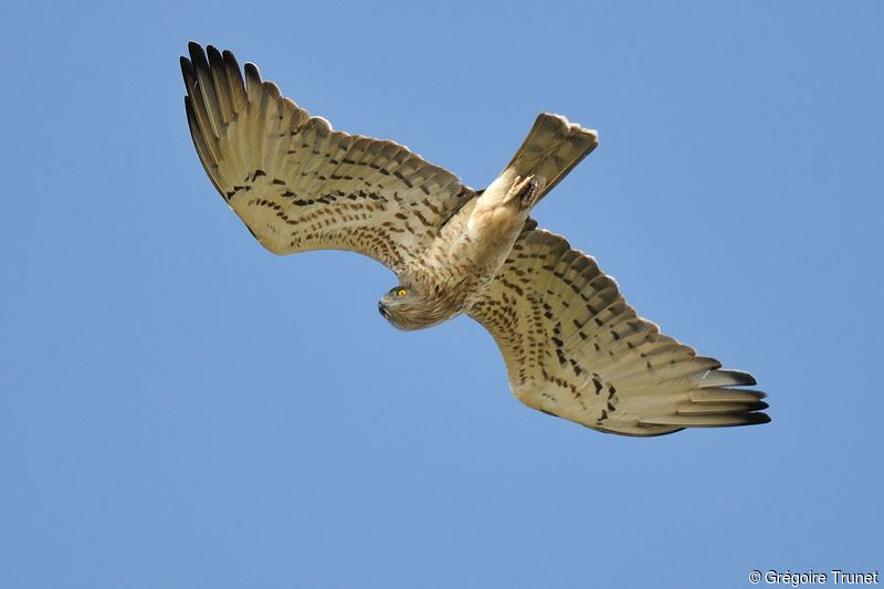 Short-toed Snake Eagle