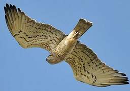 Short-toed Snake Eagle