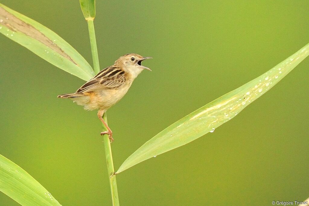 Zitting Cisticola