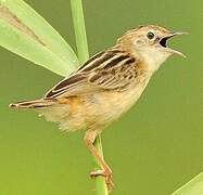 Zitting Cisticola